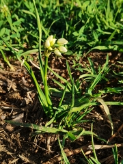 Nothoscordum bivalve