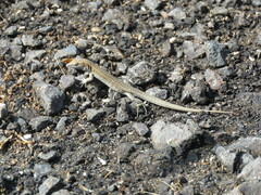 Gallotia atlantica