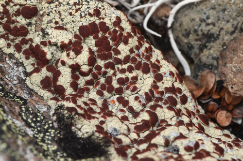Alpine Bloodspot Lichen (Ophioparma ventosa)