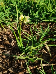 Nothoscordum bivalve