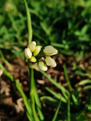Nothoscordum bivalve