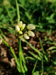 Nothoscordum bivalve