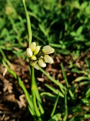 Nothoscordum bivalve