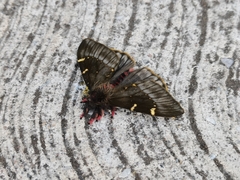 Paradirphia fumosa