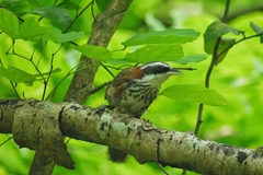 Pomatorhinus musicus