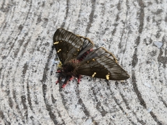 Paradirphia fumosa