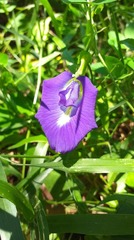 Clitoria ternatea
