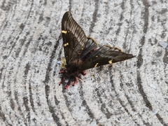 Paradirphia fumosa