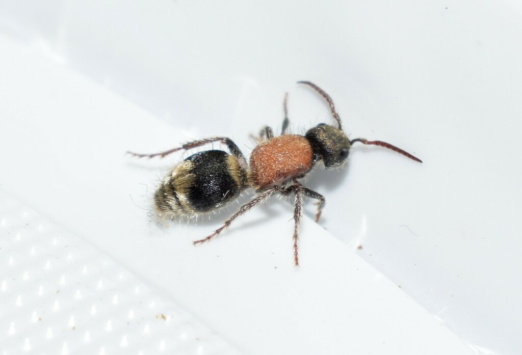 Tropidotilla sareptana