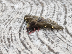 Paradirphia fumosa