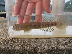 Cryptocentrus maudae