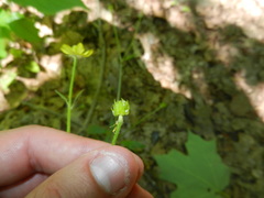 Ranunculus hispidus