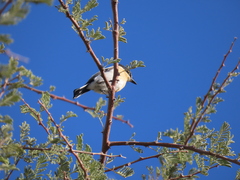 Batis pririt affinis