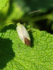 Adelphocoris quadripunctatus