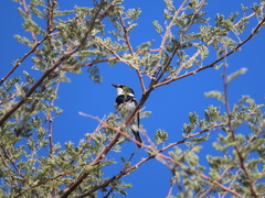 Batis pririt affinis