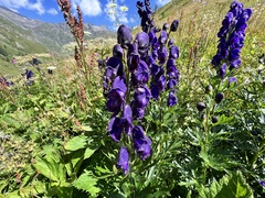 Aconitum tauricum