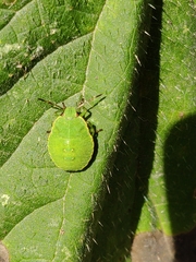 Palomena