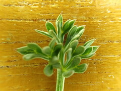 Lomatium cuspidatum