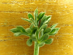 Lomatium cuspidatum