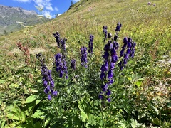 Aconitum tauricum