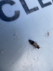 Agrilus lecontei lecontei