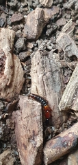 Xantholinus elegans