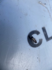 Agrilus lecontei lecontei