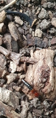 Xantholinus elegans