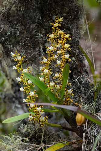 Tigroides Oncidium