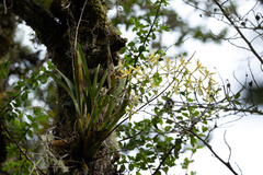 Oncidium multistellare