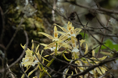 Oncidium multistellare