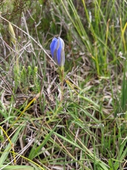 Gentiana pneumonanthe