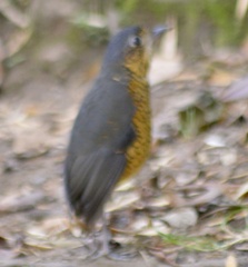 Grallaria squamigera