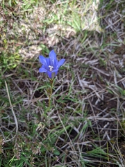 Gentiana pneumonanthe