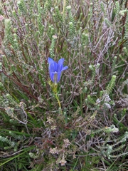Gentiana pneumonanthe