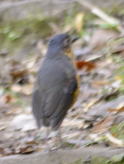 Grallaria squamigera