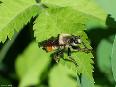 Laphria fernaldi