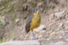 Grallaria squamigera