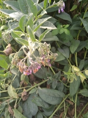 Symphytum