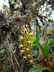Oncidium tigroides