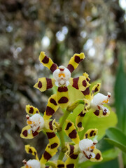 Oncidium tigroides