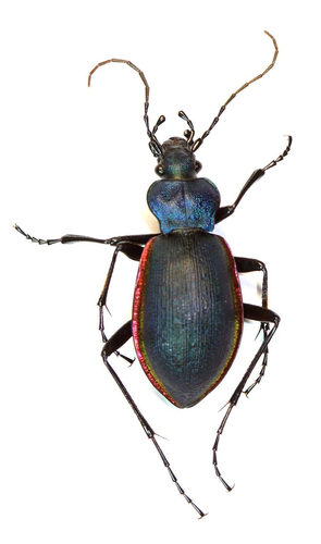 Carabus imperialis