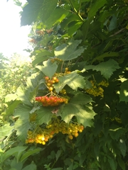 Viburnum opulus