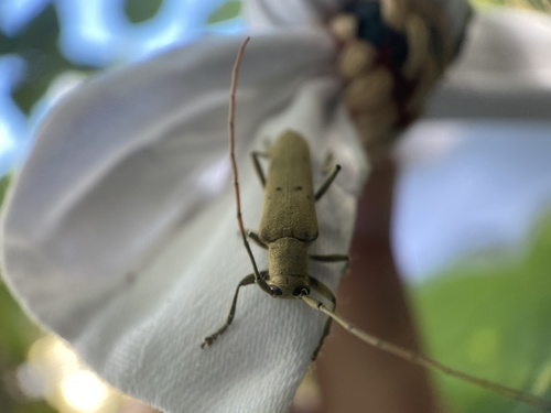 Linden Borer photo 4