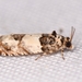 Epinotia thapsiana - Photo (c) Suso Tizón, some rights reserved (CC BY-NC-SA), uploaded by Suso Tizón