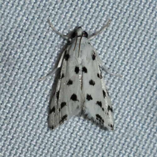 Spotted Peppergrass Moth photo 3