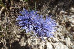 Jasione crispa