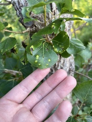 Phyllocoptes didelphis