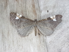Hedylidae