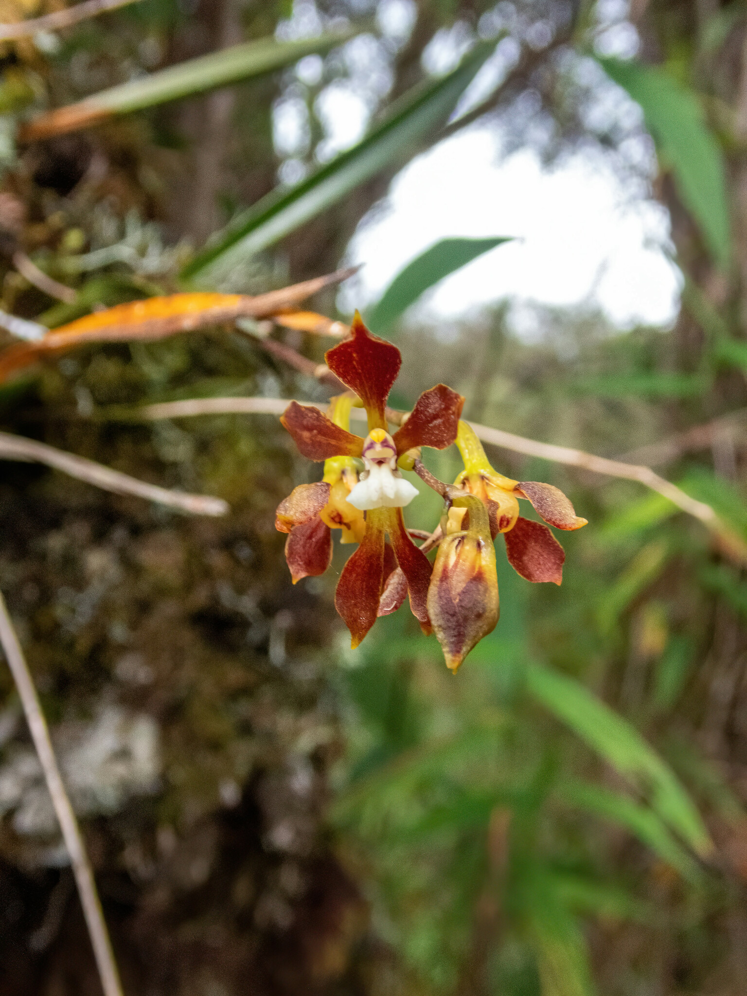 Cyrtochilum myanthum (Lindl.) Kraenzl.